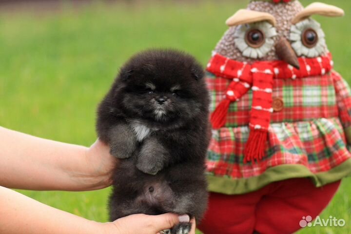 Собака