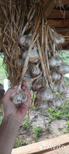 Чеснок озимой