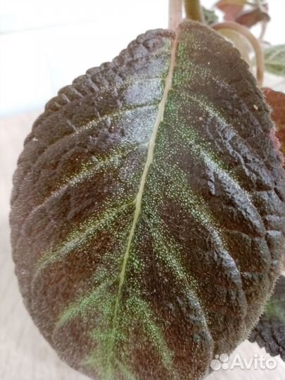 Эписция (растения взрослые, не детка)