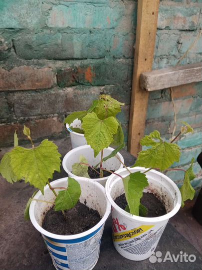 Саженцы винограда изабелла