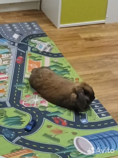 Декоративный кролик вислоухий баран бесплатно