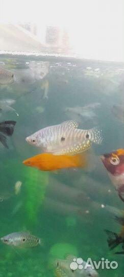 Аквариумные рыбки