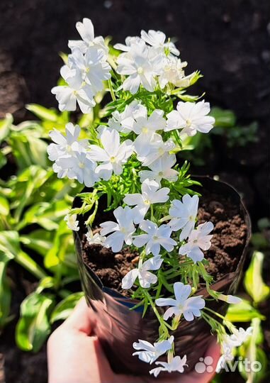 Многолетние растения