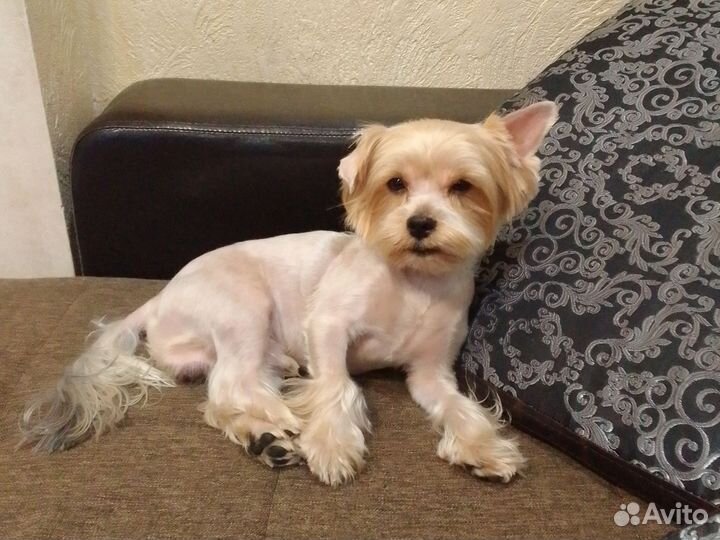 Йоркширский терьер вязка мальчик