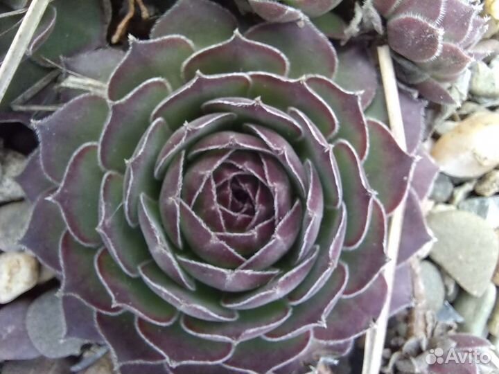 Молодило и седумы сортовые