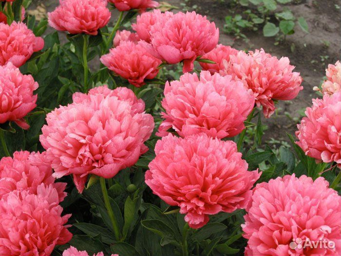 Пион Лорелей