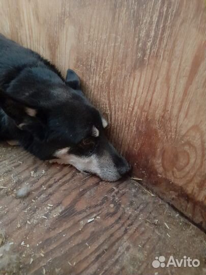 Собачка живет в приюте