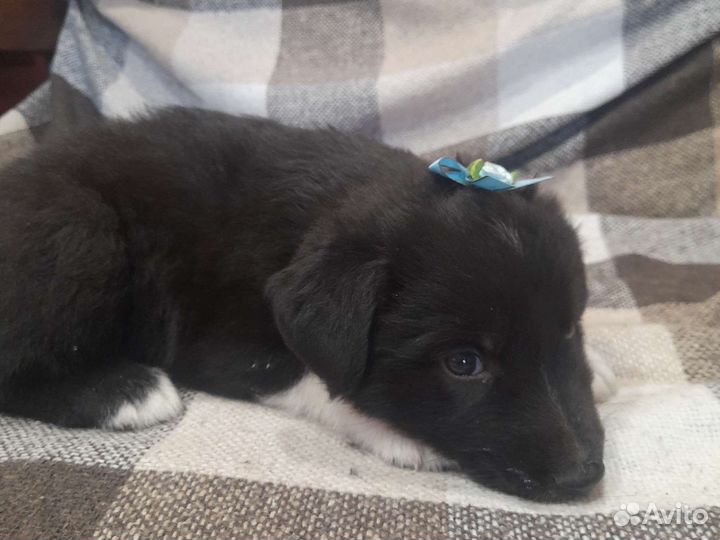 Щенок в добрые руки бесплатно