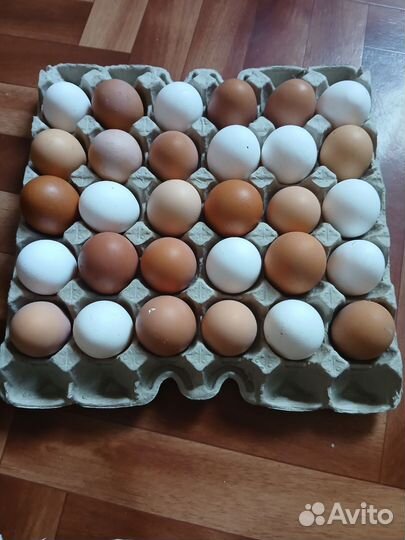 Яйцо домашнее