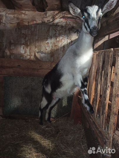 Коза альпийская