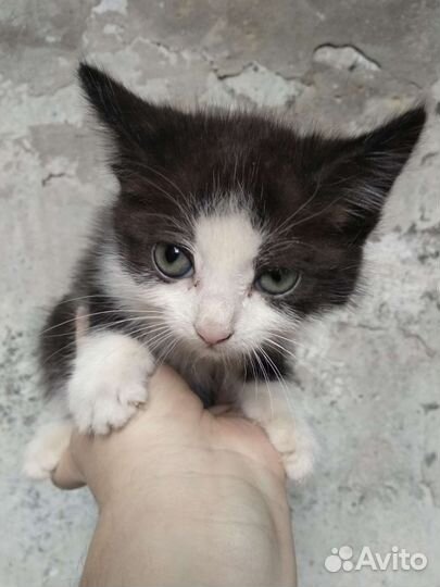 Кошка в дар бесплатно