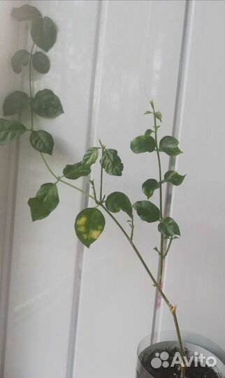 Жасмин Самбак ароматный комнатный, саженцы