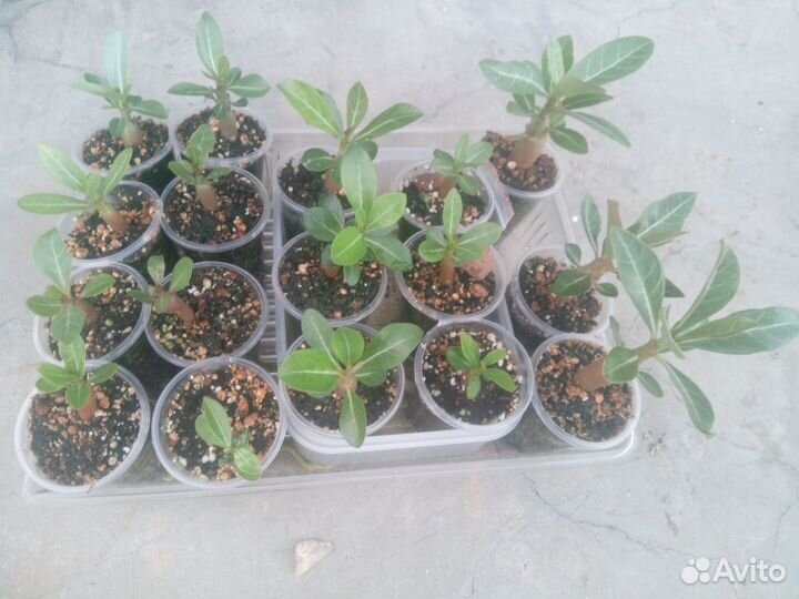 Цветы; Комнатные растения; Экзотические растения