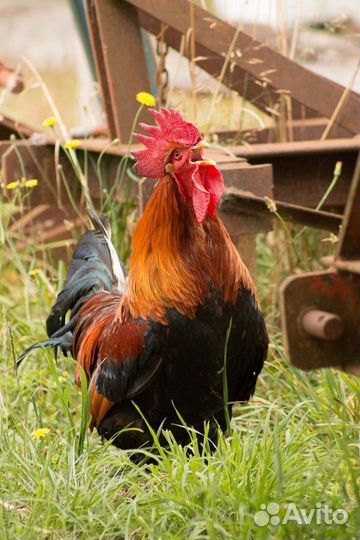Молодые петухи