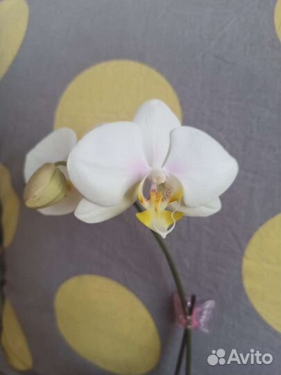 Орхидея фаленопсис