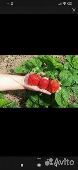 Рассада клубники Маршал