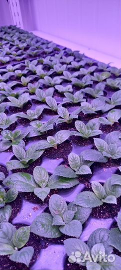 Гортензия саженцы