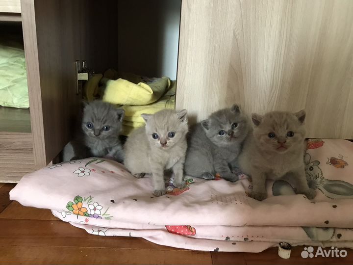 Британские котята