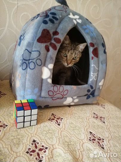 Ласкуша Боня, стерилизована