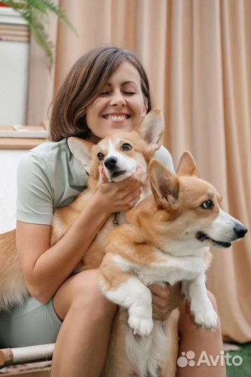 Фотосессия в кемпере с корги все включено