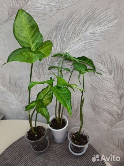 Сциндапсус, филодендрон, сингониум