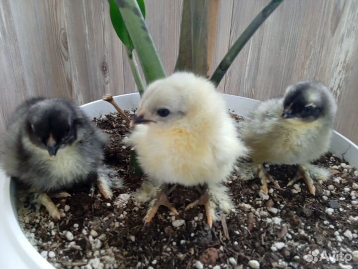 Цыплята породы брама
