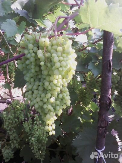 Саженцы винограда кишмиш