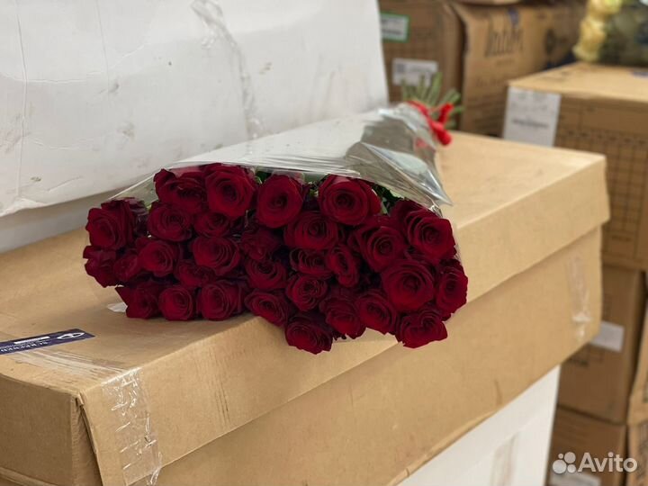 Цветы розы 101