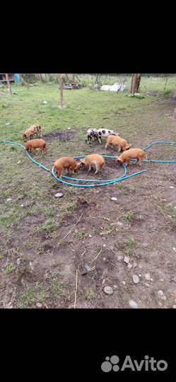 Поросята