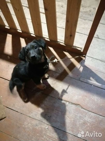 Собака в добрые руки щенок