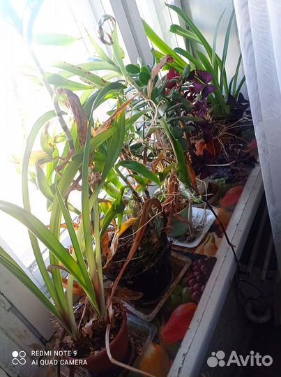 Отдам в дар цветы