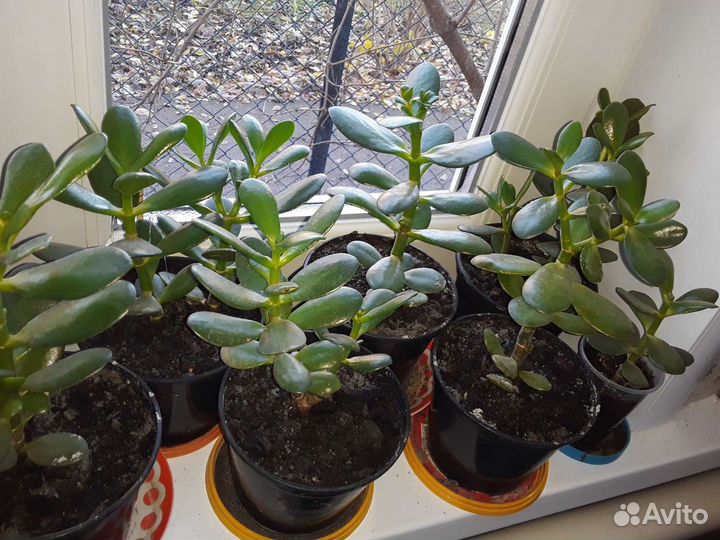 Толстянка / денежное дерево