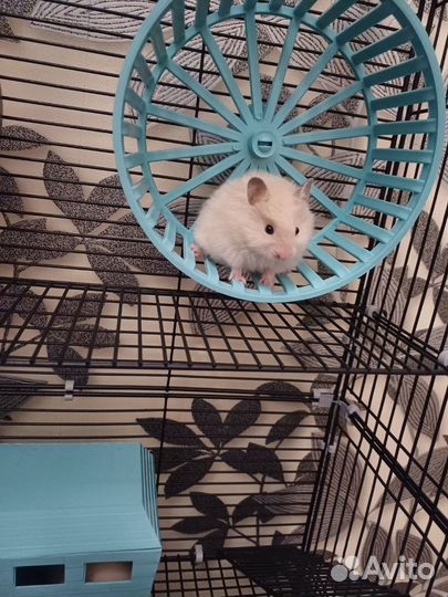 Сирийские Ангорские Хомяки мальчик и девочка