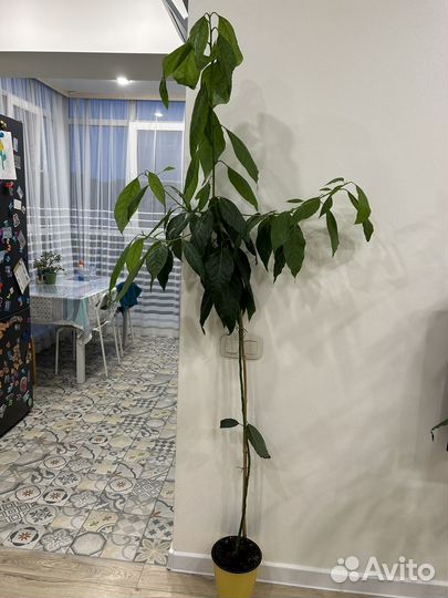 Авокадо Дерево