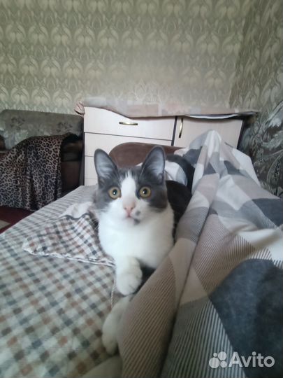 Кошечка 3 мес