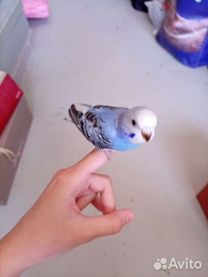 Попугай ручной