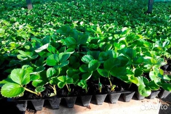 Саженцы клубники в кассете Азия, Клери, Альбион