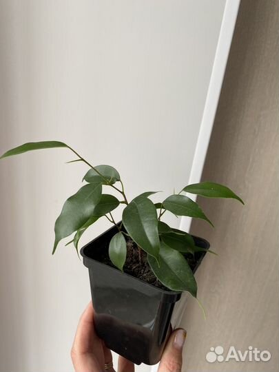 Комнатные цветы