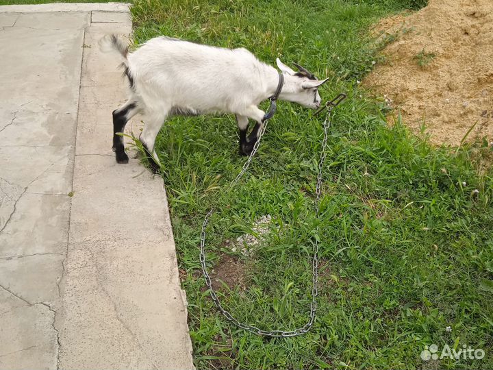 Коза дойная
