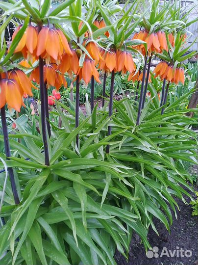 Рябчик императорский