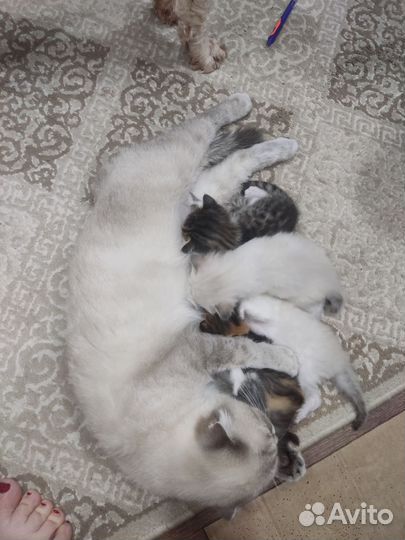 Кошки в добрые руки