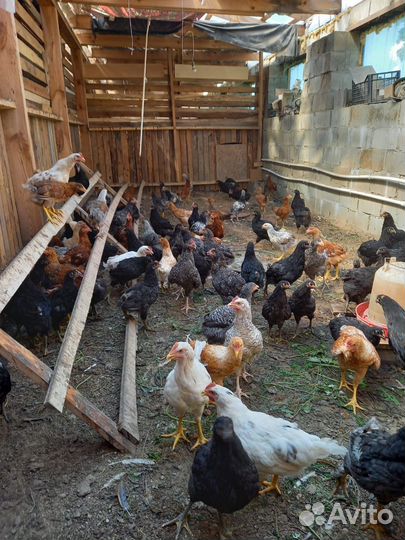 Куры несушки