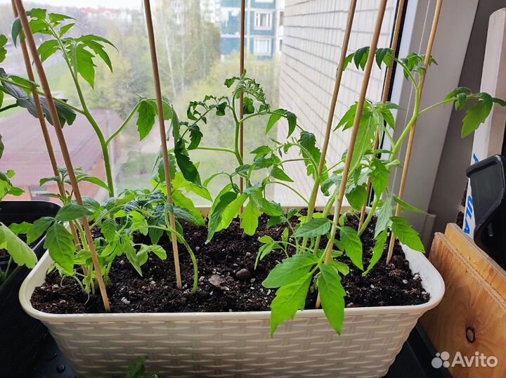 Рассада помидор (9 шт)