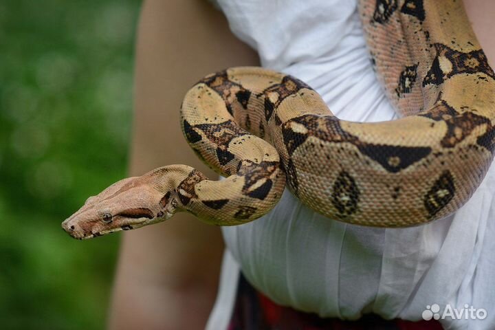 Императорский удав