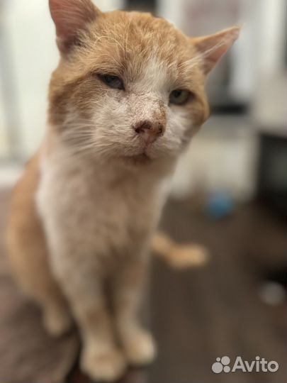 Котик Кузя