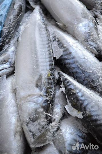 Продается готовый бизнес: Рыбный магазин с постоянным доходом