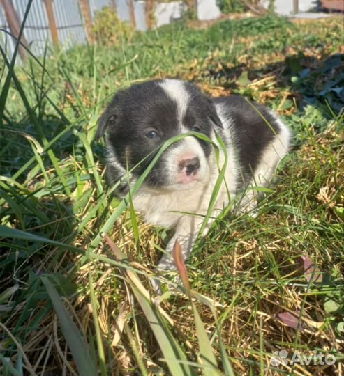 Щенки