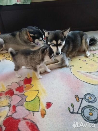 Аляскинский кли кай