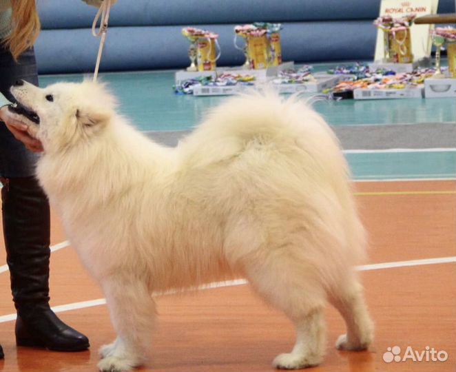 Собачья шерсть и пух