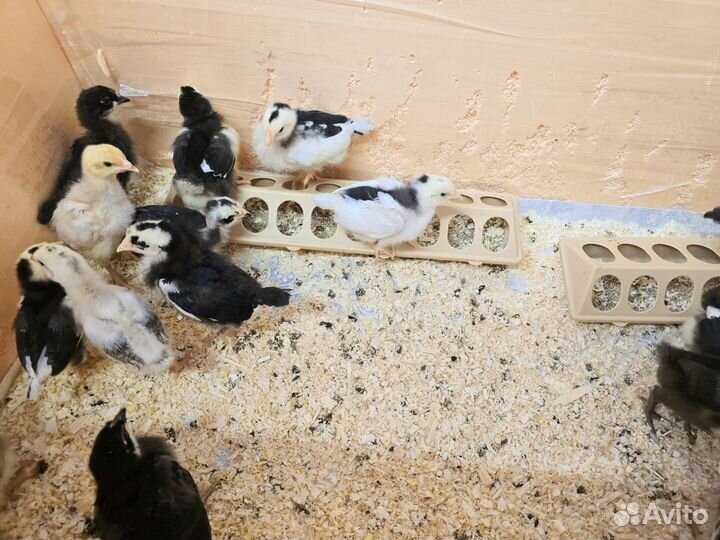 Цыплята 2 недели